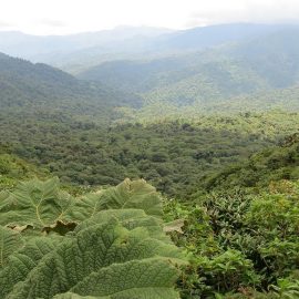 Quelle est la particularité d’un circuit touristique au Costa Rica ?